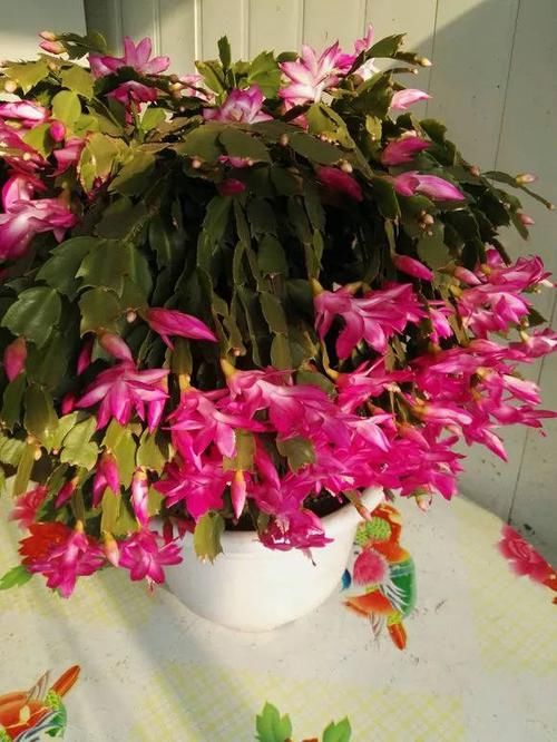 「蟹爪兰」养花就养这3种,抗旱耐涝,花期长花量多,随便一开就是100朵