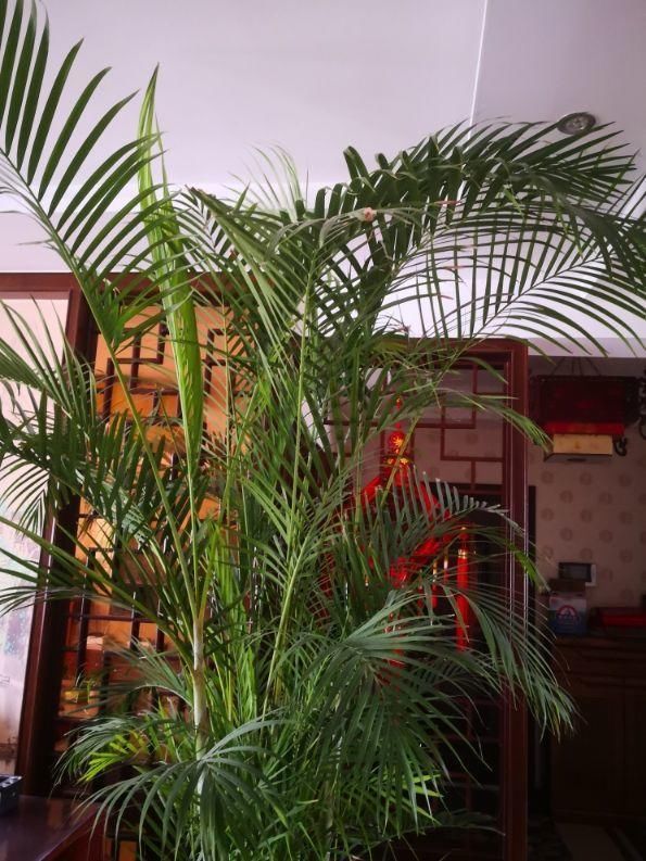  度过■最坚挺的植物就属散尾葵，一年四季不黄叶，给点水就绿得晃眼！