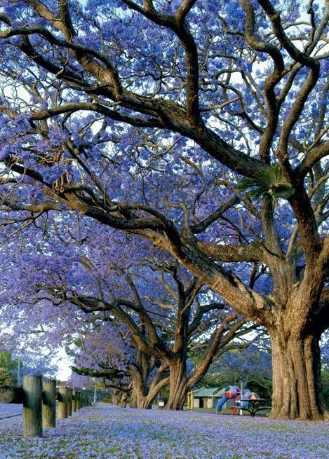  「想养」花园里种上“3种花”，清新又漂亮，看过了都想养，超级美！