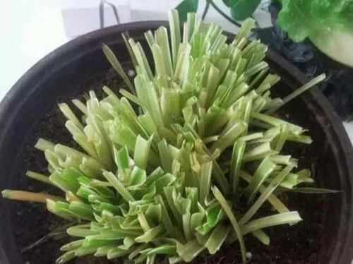  【巨无霸】吊兰这样养，垂满小崽子，白根撑破盆，枝繁叶茂、巨无霸