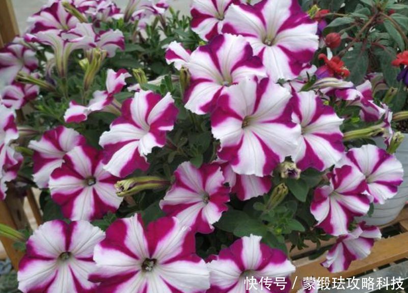 懒人@懒人就养“4种花”,给点阳光就灿烂,花开一茬接一茬!