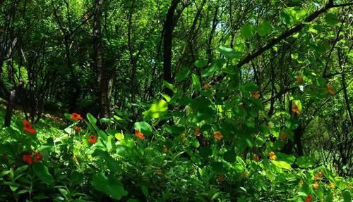 【常见】有一种莲花,不需要水,一年四季都开花,花香色艳,绿化带常见