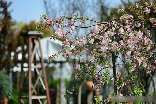  「春天」随笔：那些树果实还没掉都发芽了