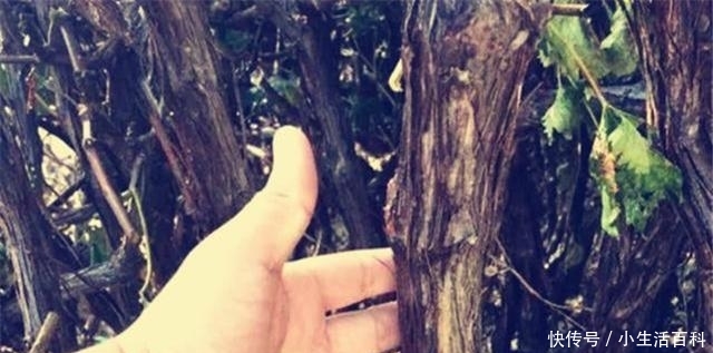 美国有一棵176岁的葡萄树，每年高产7吨葡萄，可谓是老当益壮的树