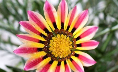  #便是#这几款花卉，便宜又好养，入秋便是“开花机器”，养在阳台极美了
