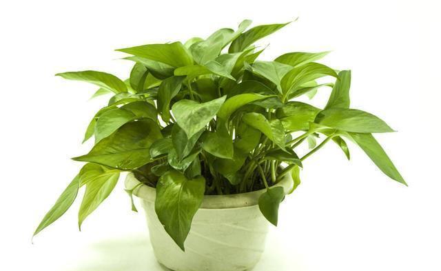  植物|2个“温度”不能养绿萝，不然黄叶立马空盆，北方人更要注意