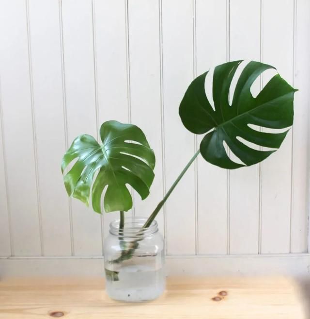 #家里#给家里增添多一些热带风情,养一两盆龟背竹足矣