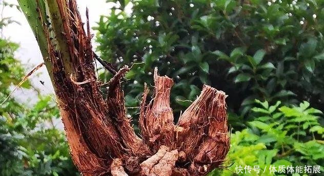  『串串』兰花换盆如果发现这些串串，不要手软，赶快剪切下来！