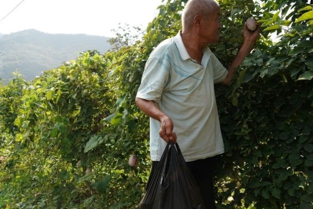  野果|农民大爷从山上挖回10苗野藤，5年繁殖400株，年赚10万元