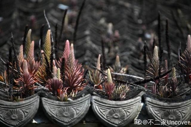  【不死鸟】农村没人要的多肉，长得满屋顶都是，下雨后泛滥了一