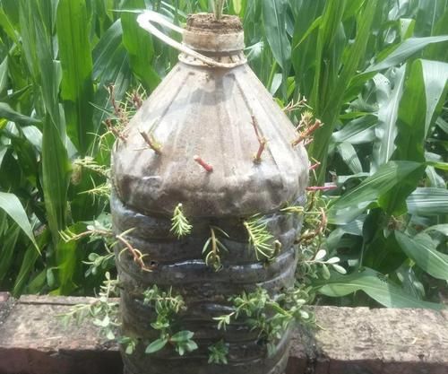 『花柱』把花插在油桶里,疯狂晒7天,开成大花柱!
