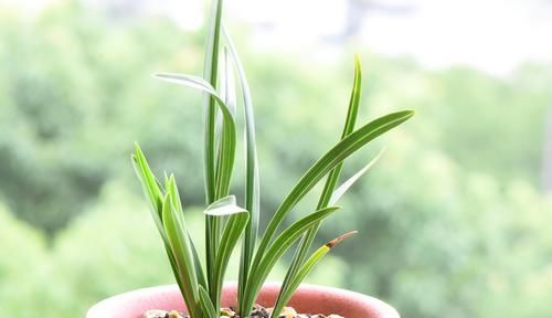  「深盆」种植兰花用浅盆好还是用深盆好？十年兰花老农给出了答案