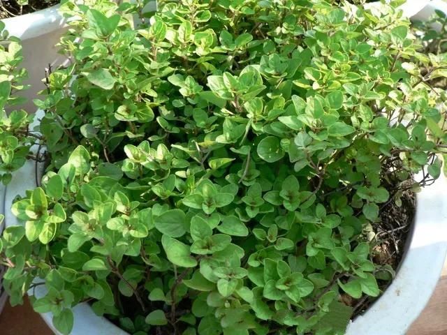  #提神醒脑#驱蚊 | 18种除虫香草，杀菌驱蚊虫，叶子还能炒菜吃