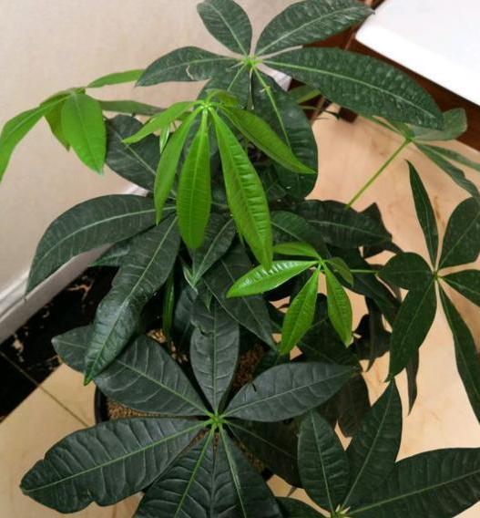  [家里]客厅盆栽发财树黄叶又烂根？抓住3点需求，家里再穷也不怕