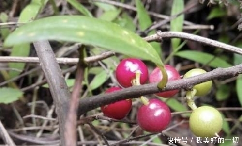 『值钱』山谷下,1种“酸藤子”不多见,果子像“小丸子”,值钱、珍贵!