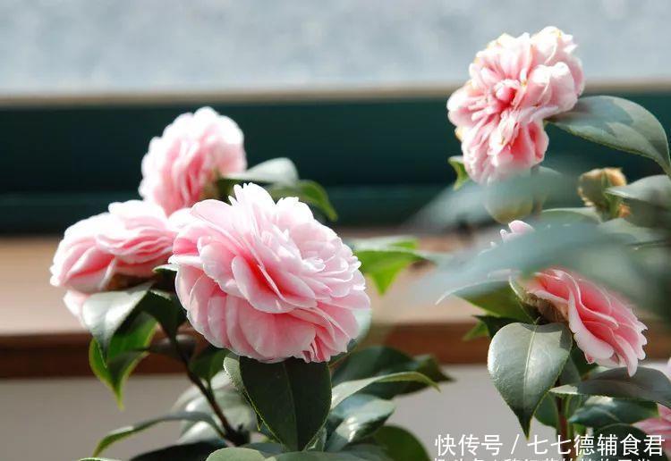 [冬季室内]离过年只剩十几天，这15种花年味十足，再不准备就迟了