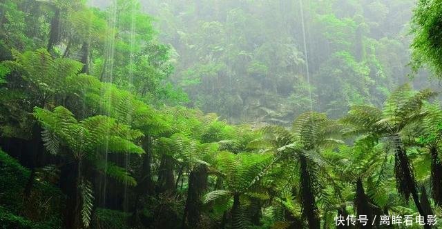  【蕨类植物】蕨类植物｜松叶蕨是不是濒危物种如何栽培养护