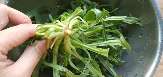  稀罕@曾是农民痛恨的杂草，如今农民抢着挖，一斤7元成稀罕野菜