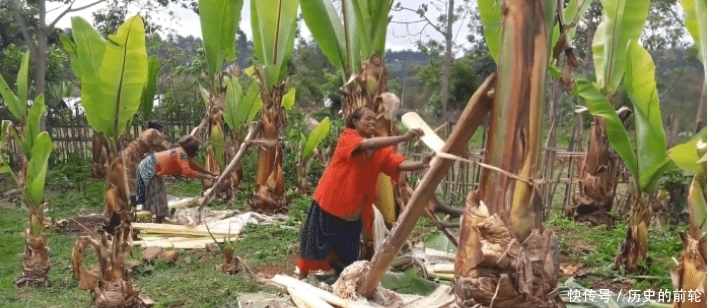 非洲的一种假香蕉树，养活了1500万非洲人民，但制作过程无法接受