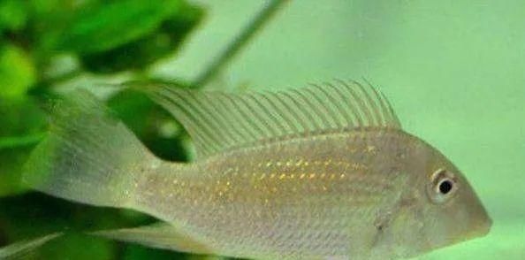  #水族市场上#美洲慈鲷之美，您细品