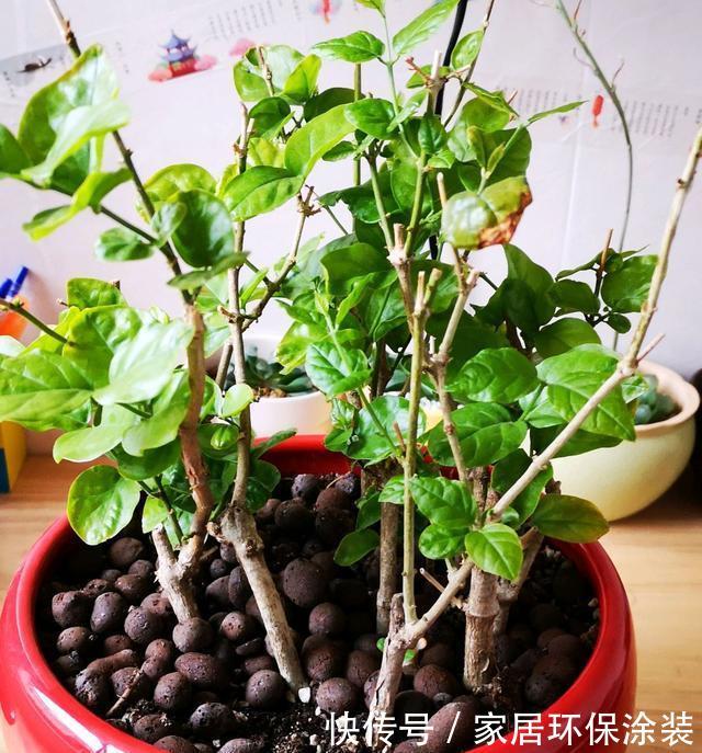 『磷酸二氢钾』精心养护的茉莉花只会长叶不开花?缺虐待,2招助你实现花香满屋