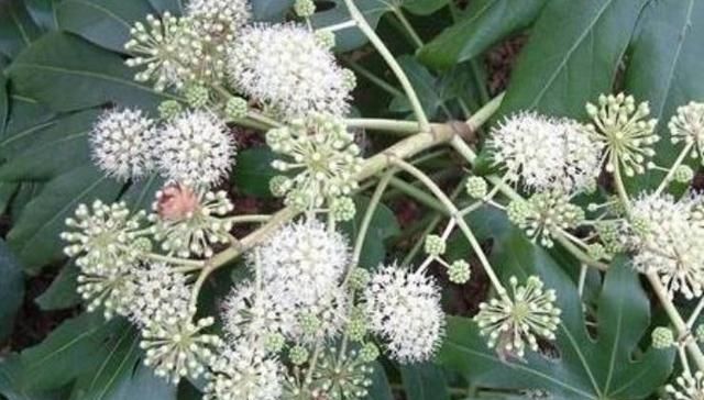  【品种】这种野生植物长在农村，被当地农民当成经济价值品种，