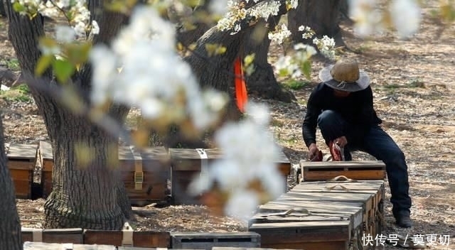  #县谢庄乡#河北石家庄：花开蜂农致富忙