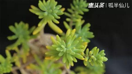  #上名#傻傻分不清的多肉，就看它这儿，一眼就能叫上名！