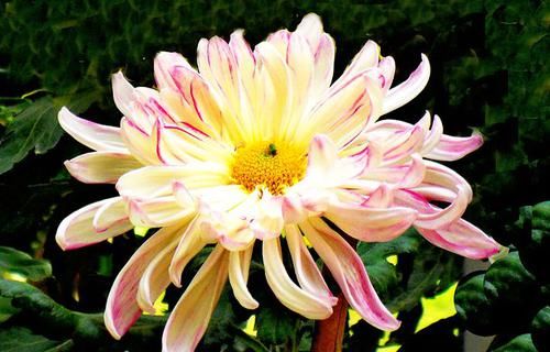 『盈盈』喜欢菊花,不如养盆“菊中珍品”玉壶春,似盈盈玉体,淡雅幽香