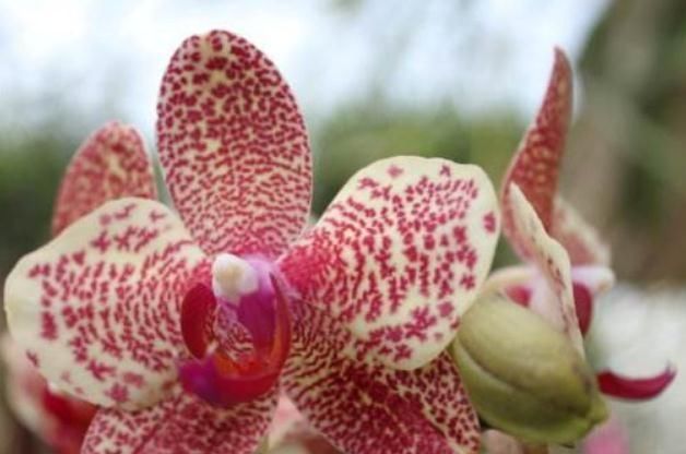  『蝴蝶兰』“2种”蝴蝶兰养家中，一花有“多色”、花朵大又艳，花开爆满盆