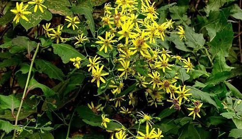 人称@人称“千里光”,过去农民见到就拔掉,孰不知作用大,一斤卖15元