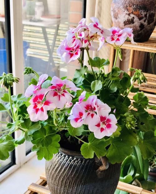  「呼呼」花期超长的6种花，颜色鲜艳又好养，天再冷也照样呼呼开！