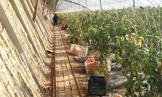 牛！菜农用了这招，大棚迅速升温，仅靠太阳光也能产叶菜