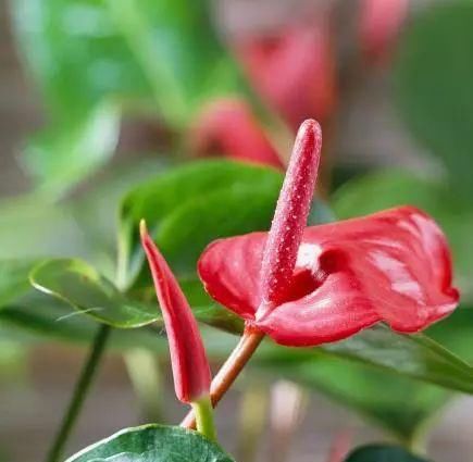  『散射光就能』给很少光照就能开花的8种盆栽植物，养在室内窗台边就能开花