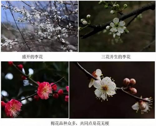  【园林景观】赏花不知花叫啥？一份春季花朵辨认指南请查