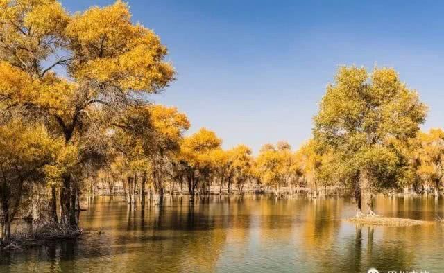 大美新疆，上眼胡杨