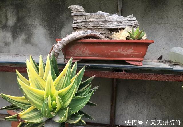  『做成』10年芦荟老桩，枝干“胳膊粗”，做成“盆景”价值高！