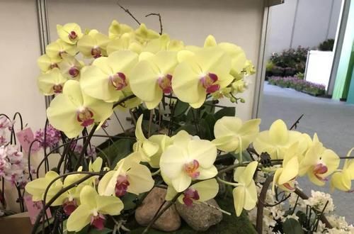  #紫叶酢浆草#爷爷养了一盆“蝴蝶花”，一根枝上开出百朵花，五颜六色最讨喜！
