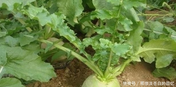  #少有#一年收3次，亩产超万斤，出口量又供不应求，为啥少有农民