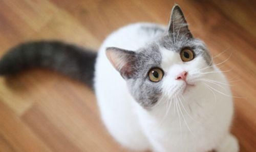  ＂p＂:＂1585729560＂猫咪肠胃不适怎么办？怎样正确使用猫咪益生菌