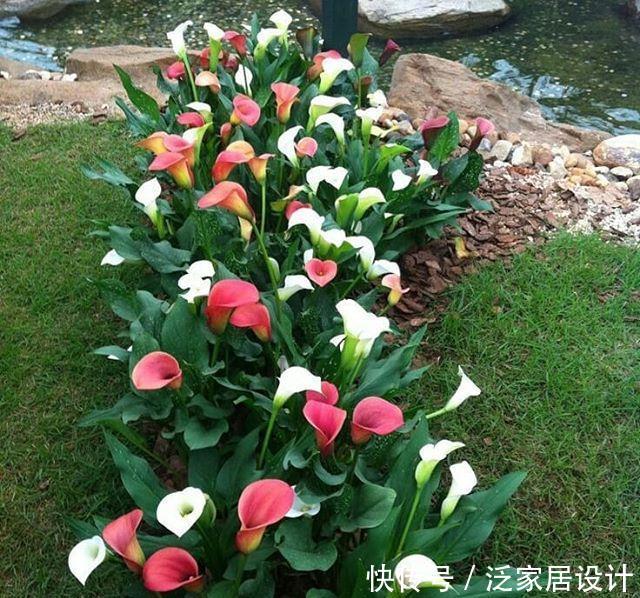【狄特】美神阿弗洛狄特都嫉妒的马蹄莲,既是纯洁秀挺,又是多彩艳丽