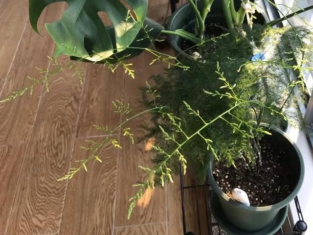  [明亮的位置]嫌花长得丑，趁现在砍头，2个月脱胎换骨！