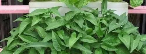  漂亮：五种菜种植在阳台上，吃了一茬又一茬，好养又漂亮，随吃随摘