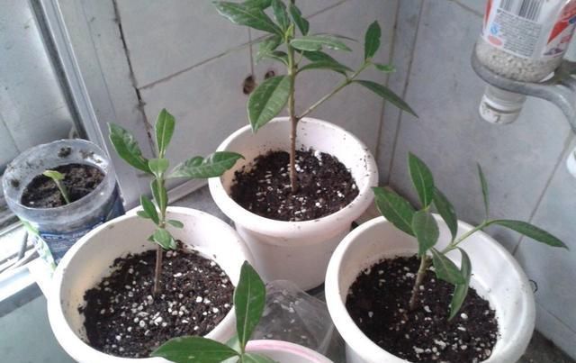  生病：土壤只更换不消毒,植物种下去几天就会生病,换盆一定要注意