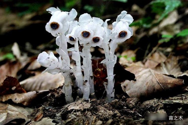  「稀罕」农村一种稀罕野草，只生长在千米以上的高山上，现在像