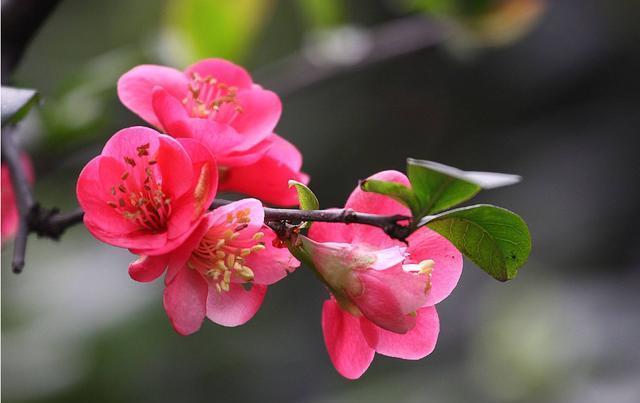  「家里」3种花非常适合家养，颜色鲜艳四季开花，家里养一盆，养出小花园