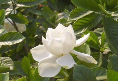 「光照」栀子花秋天怎么养