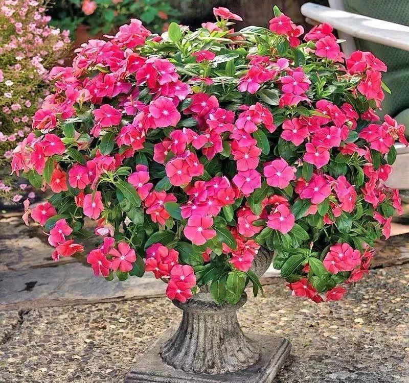 「喜欢疏松肥沃」十种公认的“开花机器”,花美色艳,你家养过几种呢