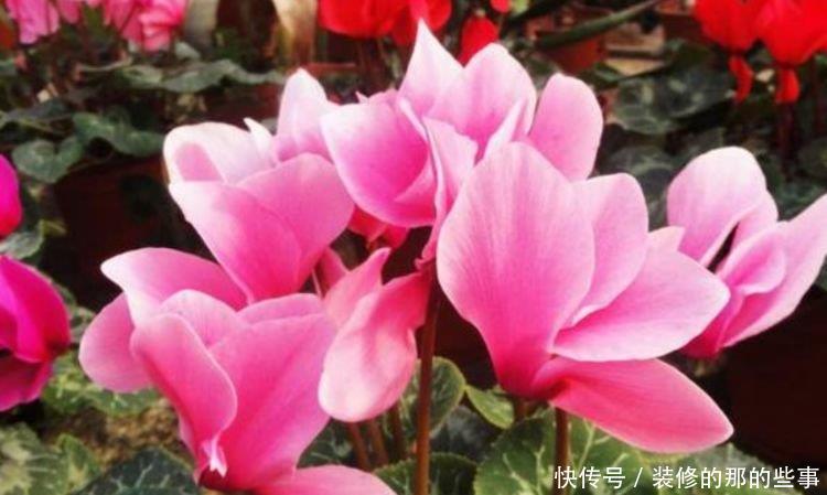  【艳丽】此款花卉，好养易爆盆，四季繁花似锦，姿色艳丽