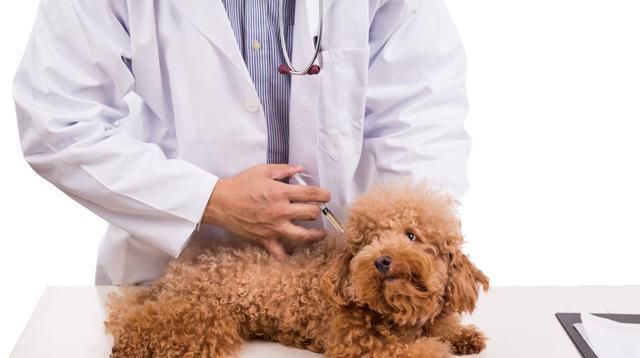 「泰迪」泰迪冬季尿频怎么办